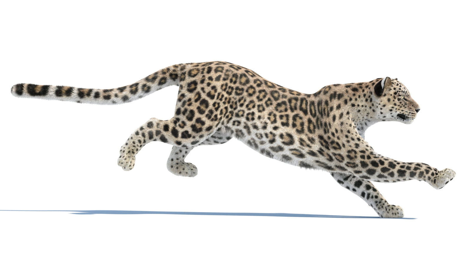 Persian Leopard 3D Model Animated Fur 360° view 3 frame 2