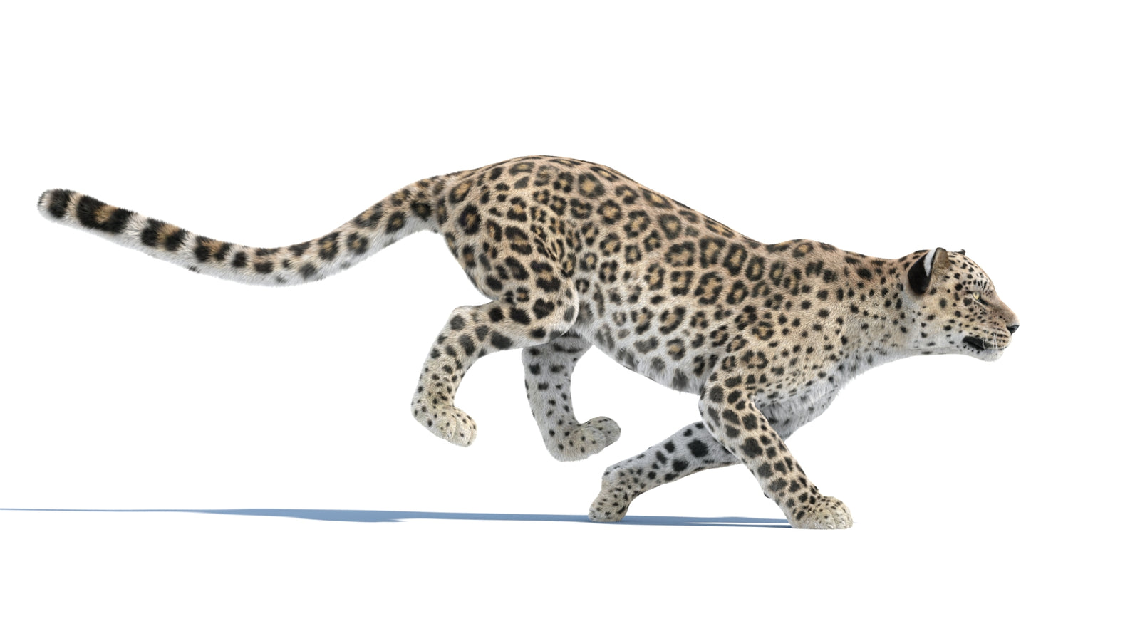 Persian Leopard 3D Model Animated Fur 360° view 3 frame 4