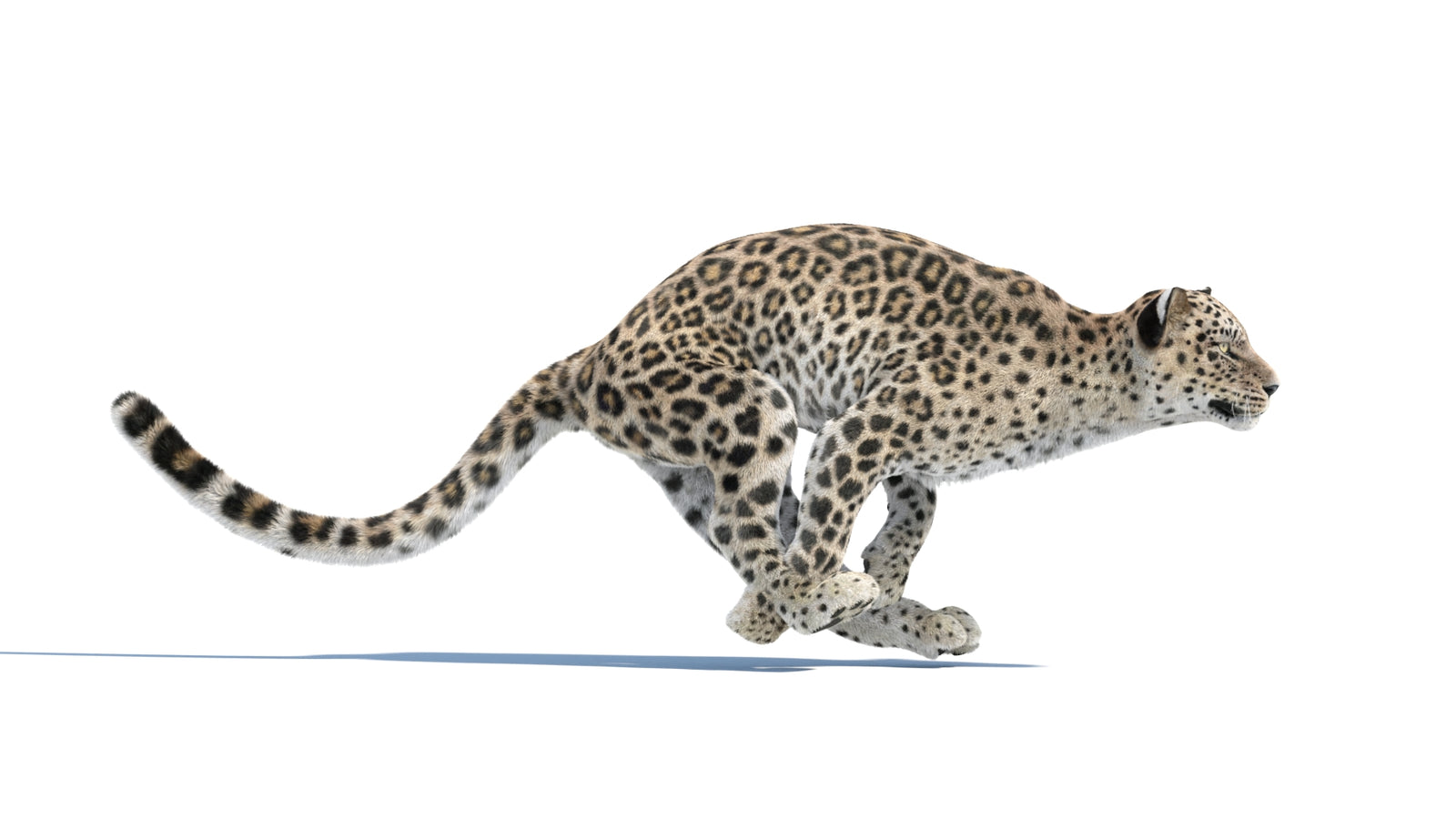 Persian Leopard 3D Model Animated Fur 360° view 3 frame 7