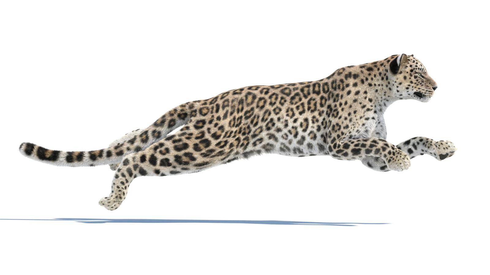 Persian Leopard 3D Model Animated Fur 360° view 3 frame 12