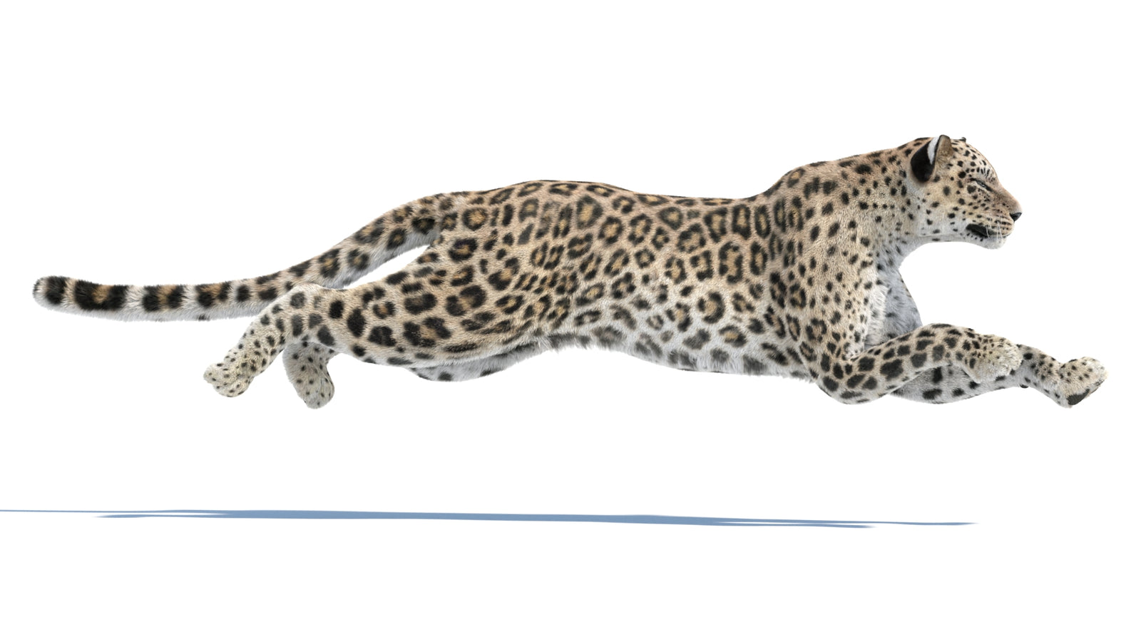 Persian Leopard 3D Model Animated Fur 360° view 3 frame 13