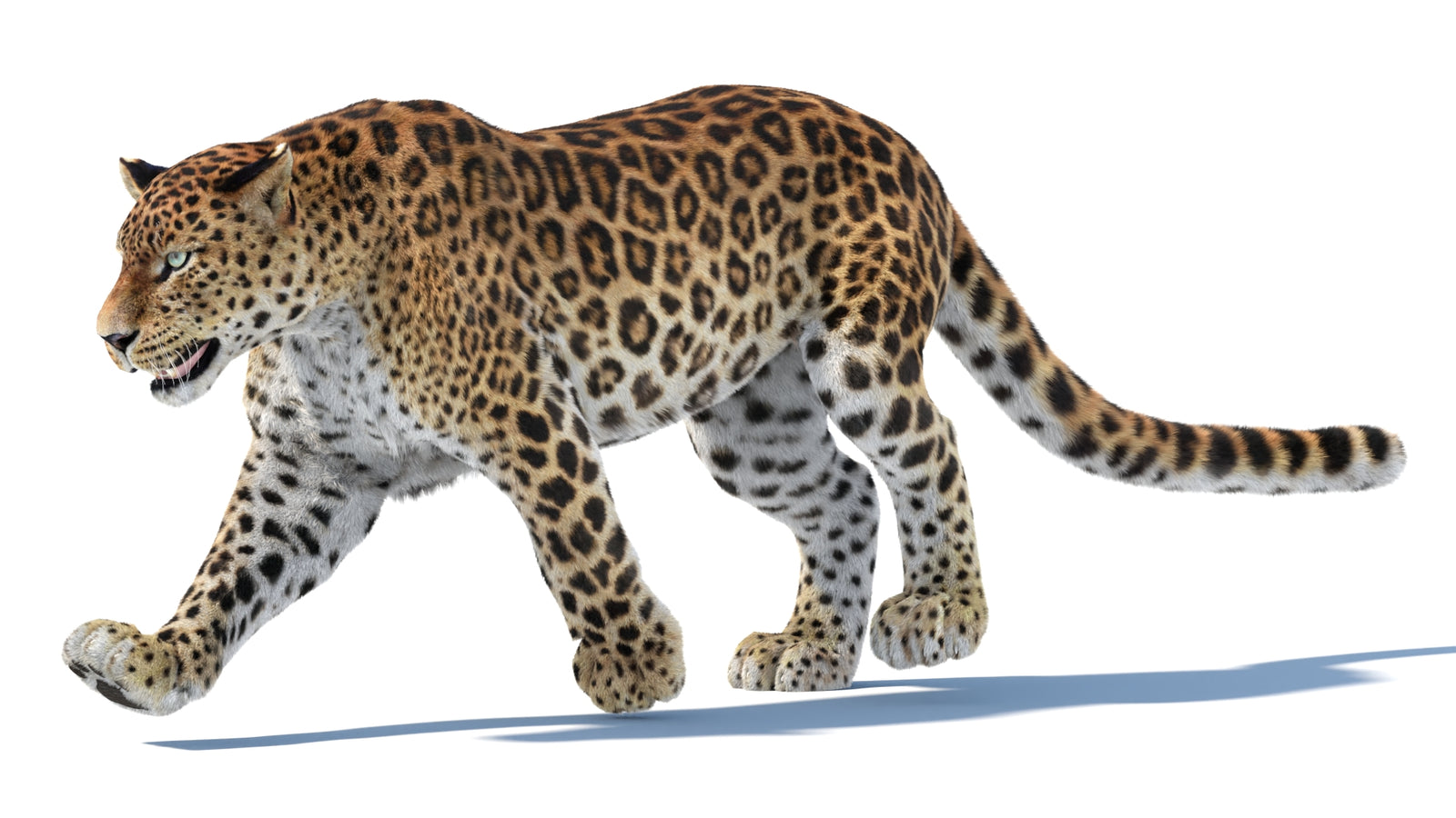 Animated Sri Lankan Leopard 3D Model Fur 360° view 3 frame 9