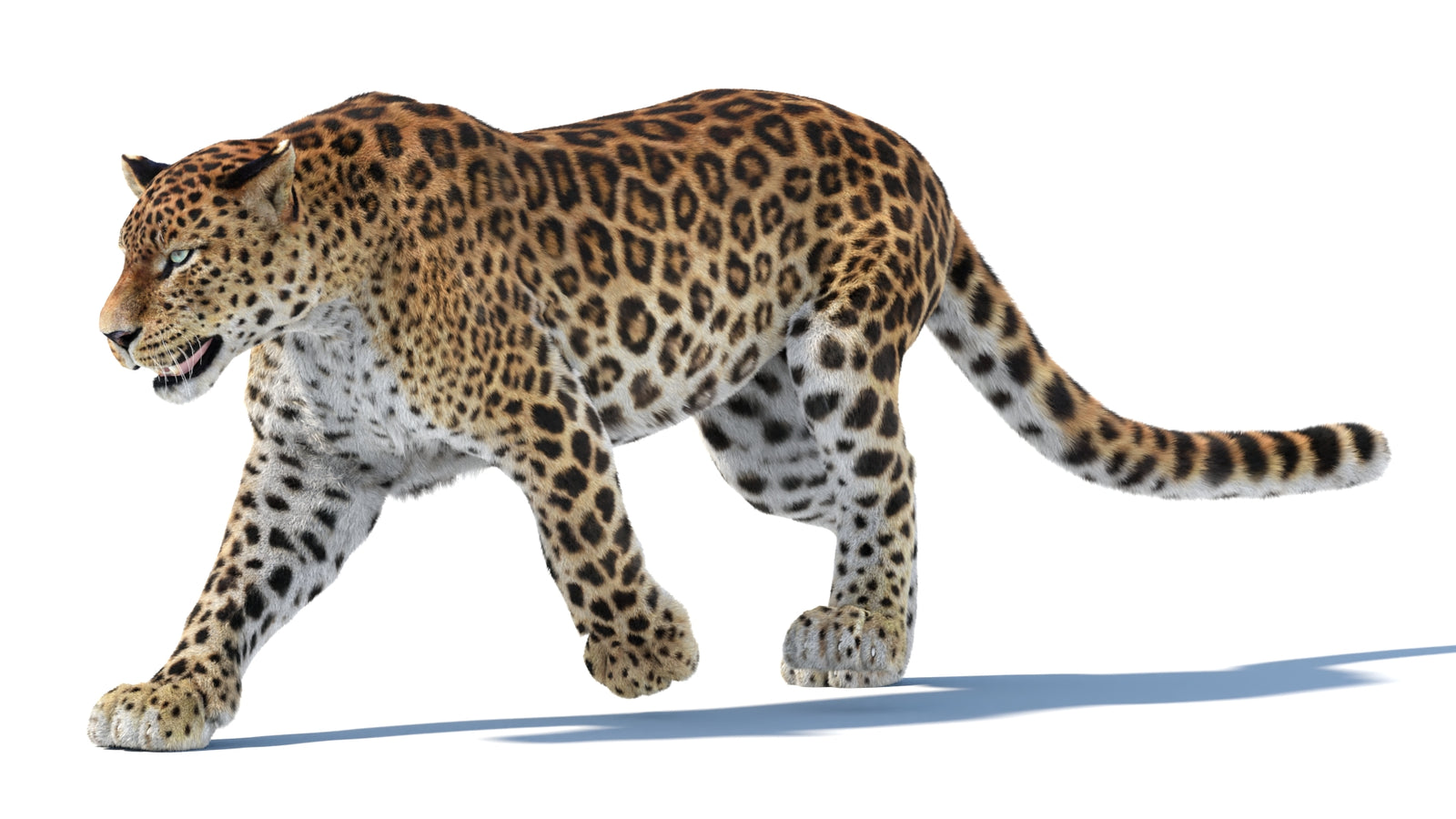 Animated Sri Lankan Leopard 3D Model Fur 360° view 3 frame 12
