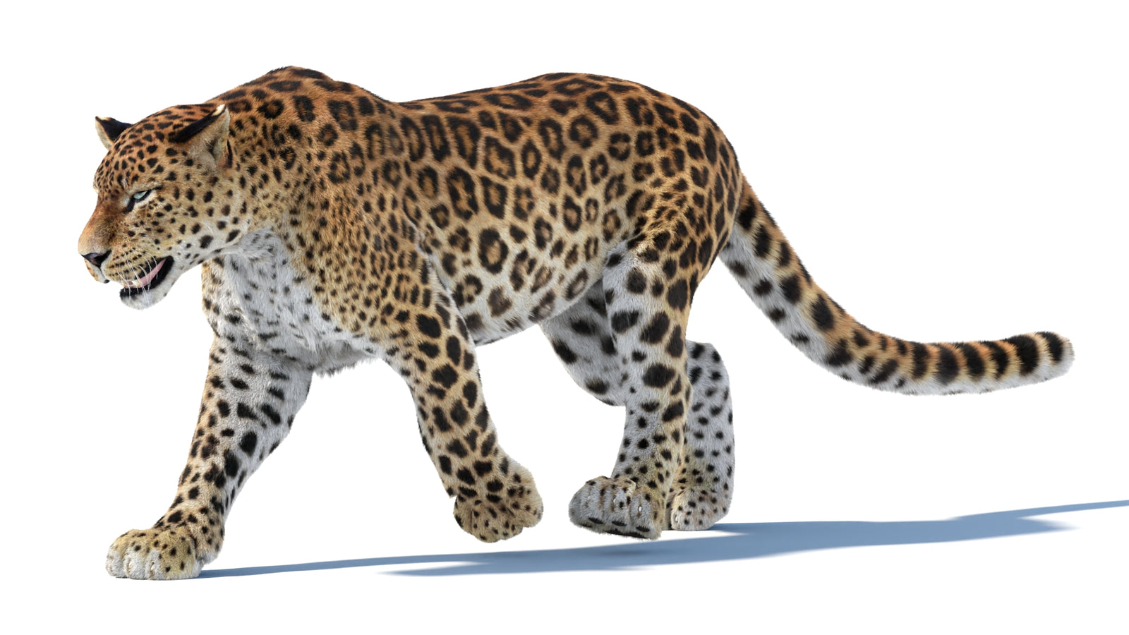 Animated Sri Lankan Leopard 3D Model Fur 360° view 3 frame 14