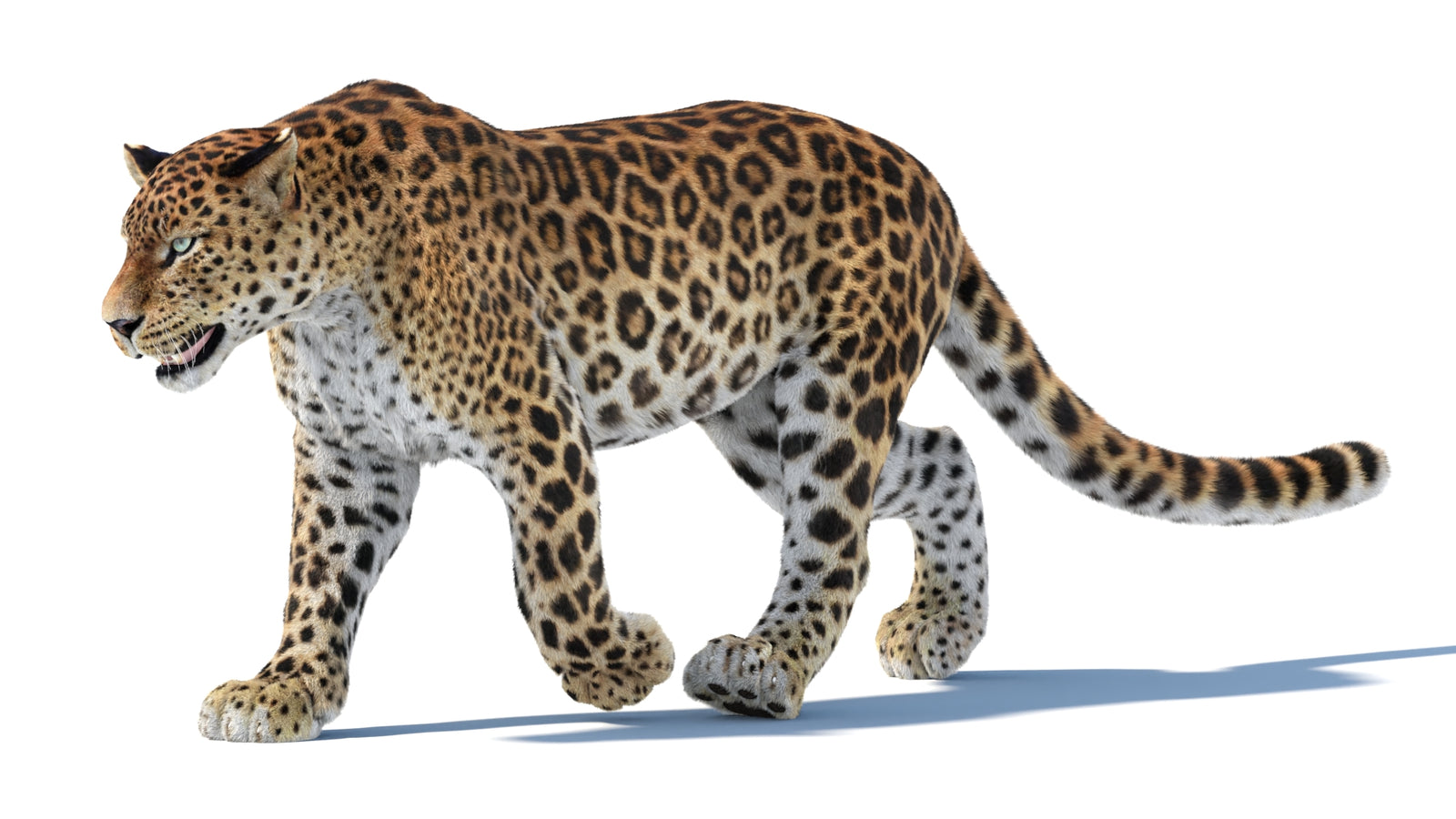 Animated Sri Lankan Leopard 3D Model Fur 360° view 3 frame 16