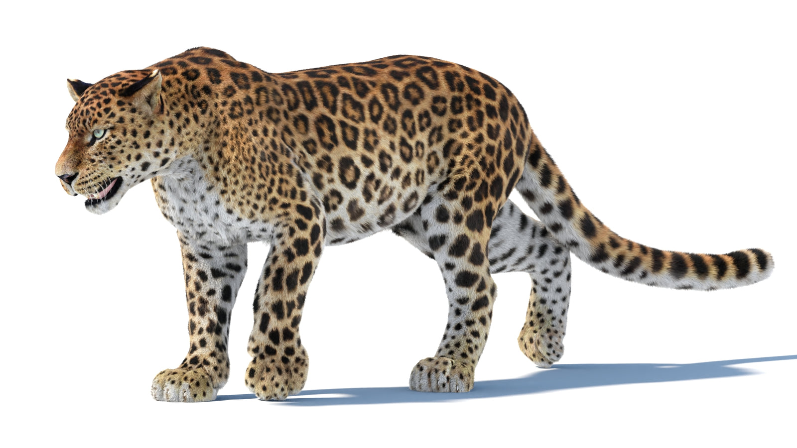 Animated Sri Lankan Leopard 3D Model Fur 360° view 3 frame 20