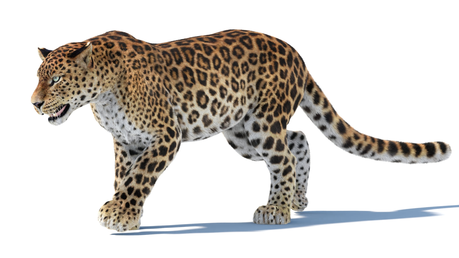 Animated Sri Lankan Leopard 3D Model Fur 360° view 3 frame 23