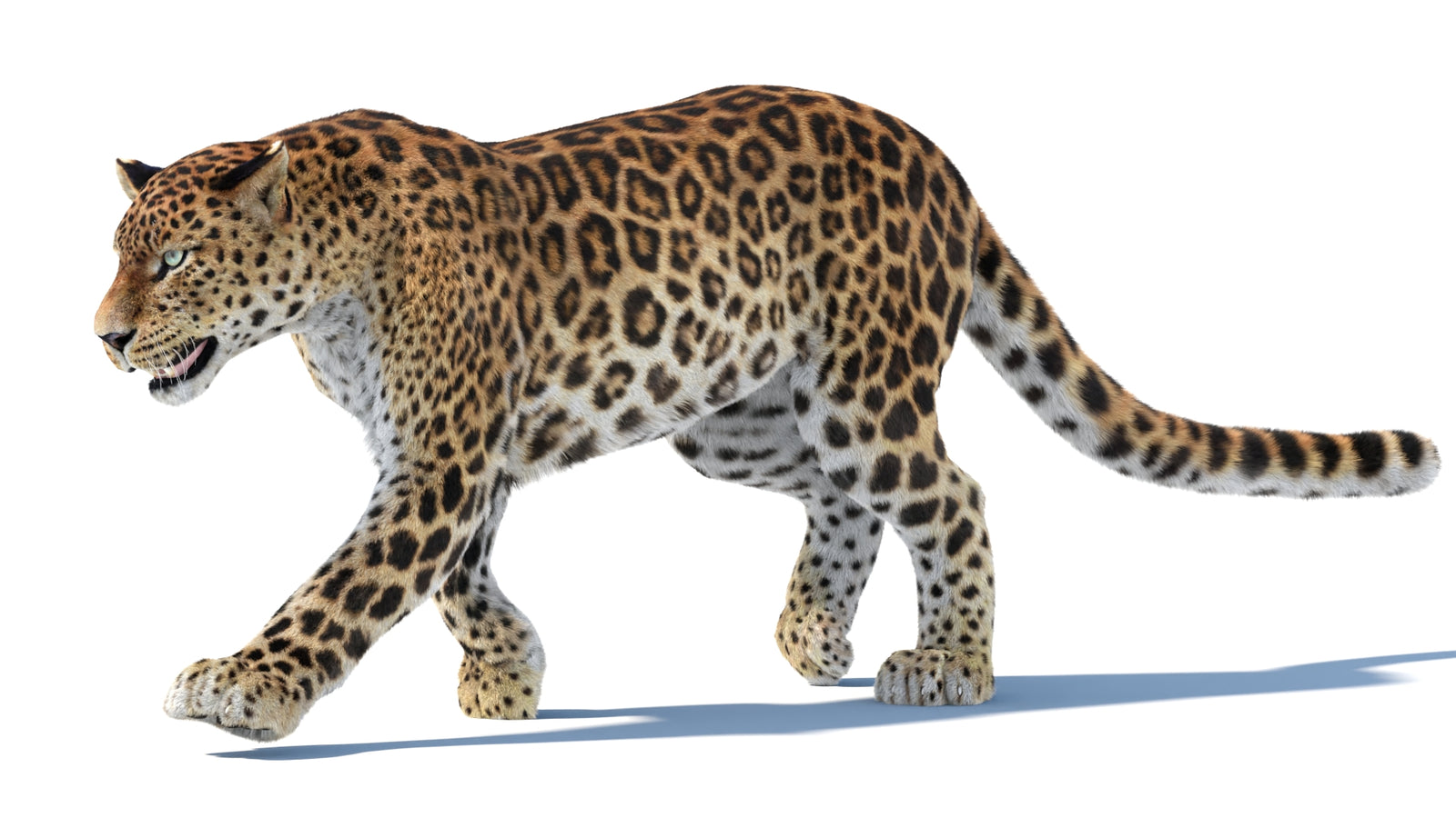 Animated Sri Lankan Leopard 3D Model Fur 360° view 3 frame 26