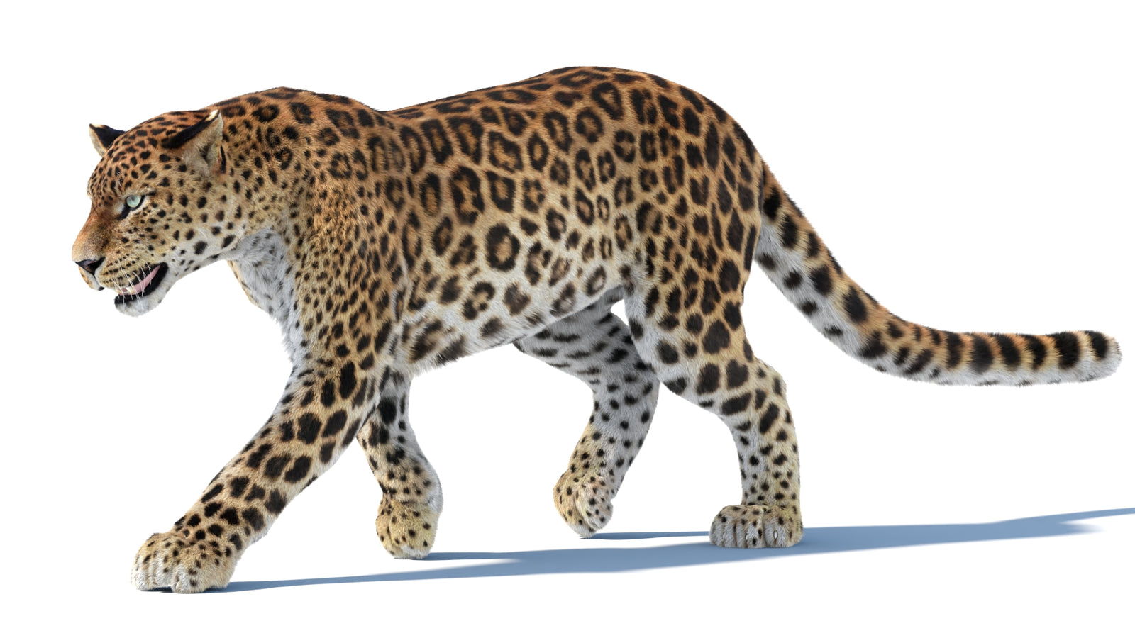 Animated Sri Lankan Leopard 3D Model Fur 360° view 3 frame 28