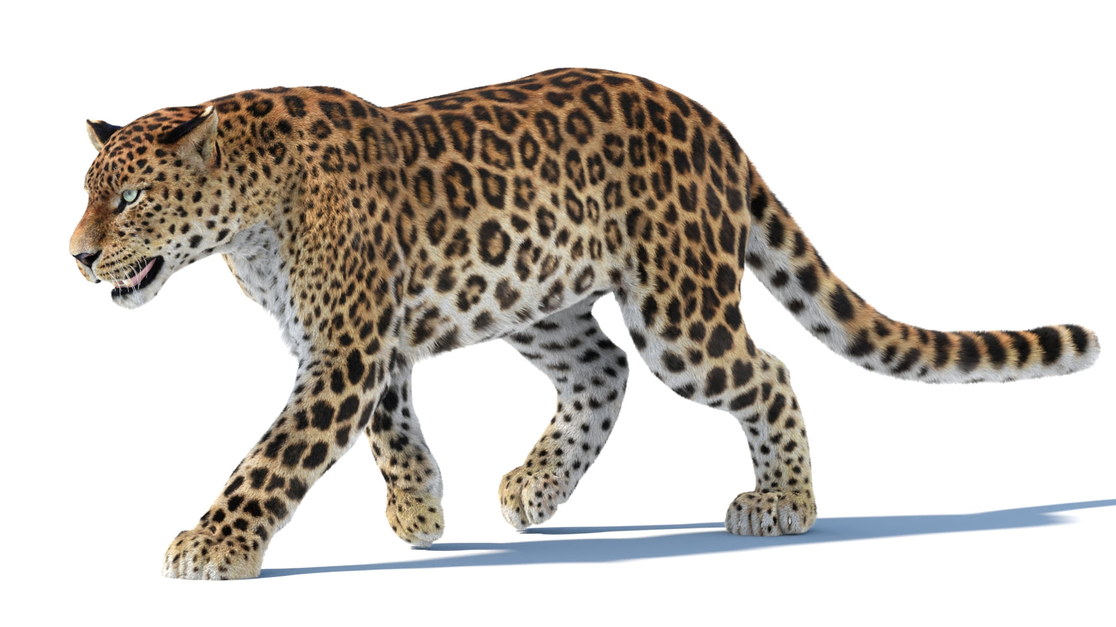 Animated Sri Lankan Leopard 3D Model Fur 360° view 3 frame 30