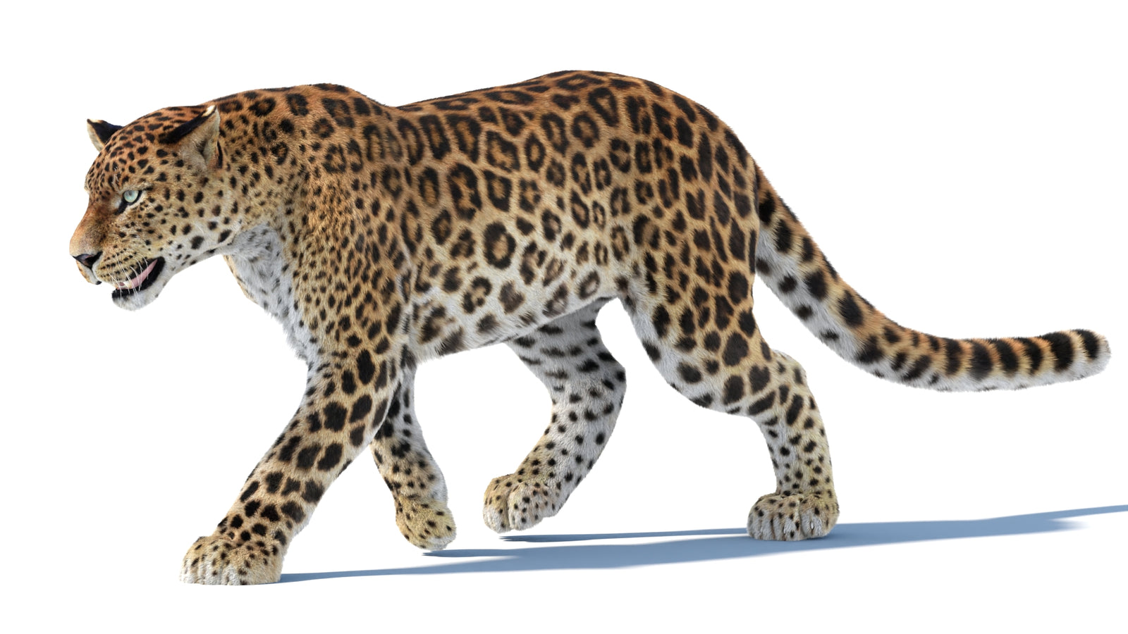 Animated Sri Lankan Leopard 3D Model Fur 360° view 3 frame 31