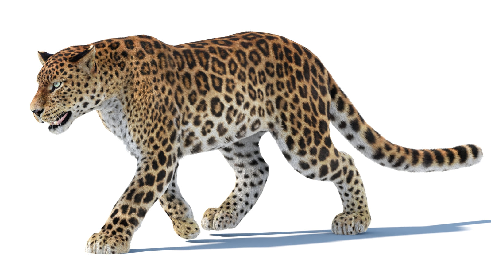 Animated Sri Lankan Leopard 3D Model Fur 360° view 3 frame 32
