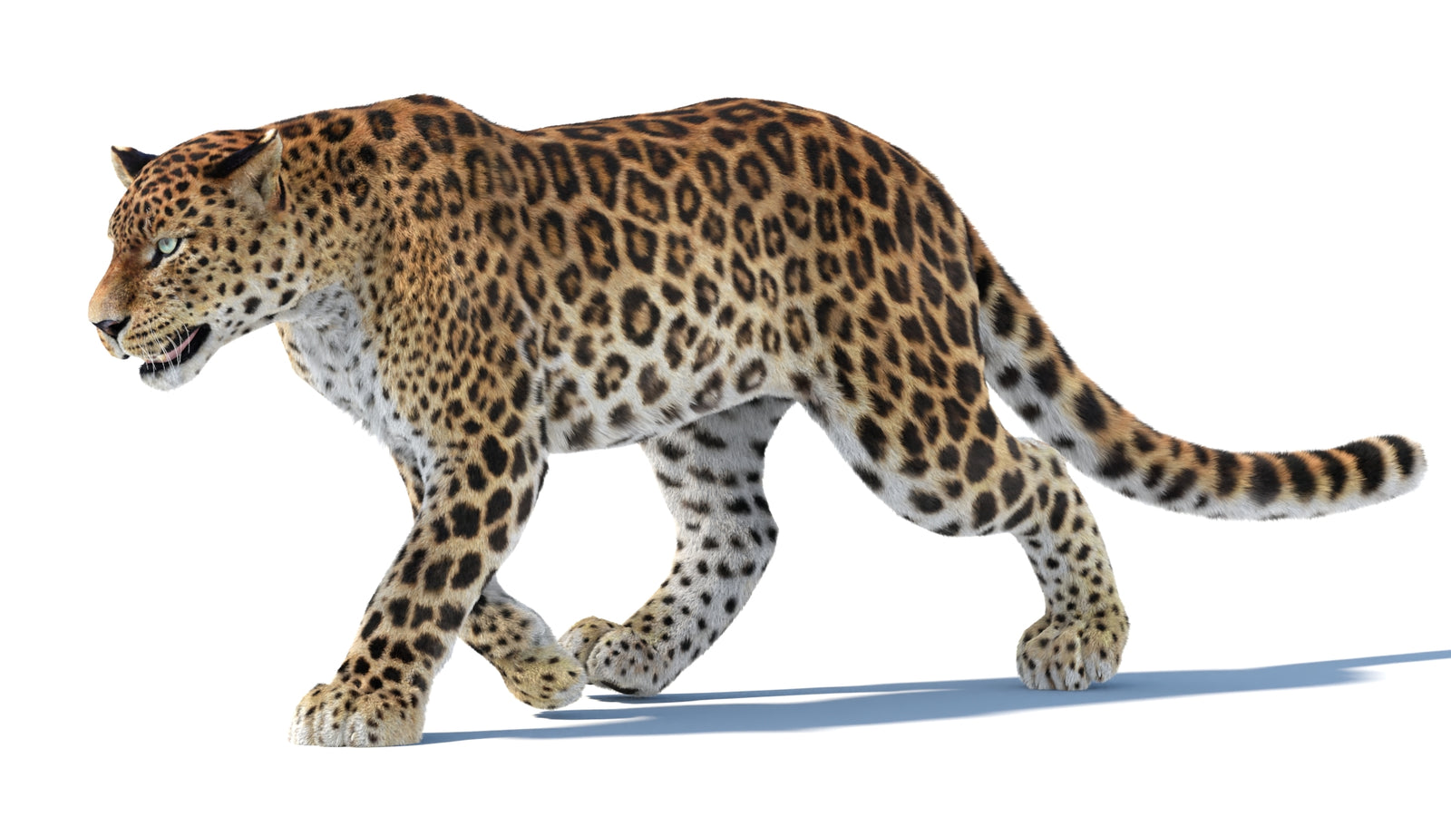 Animated Sri Lankan Leopard 3D Model Fur 360° view 3 frame 33