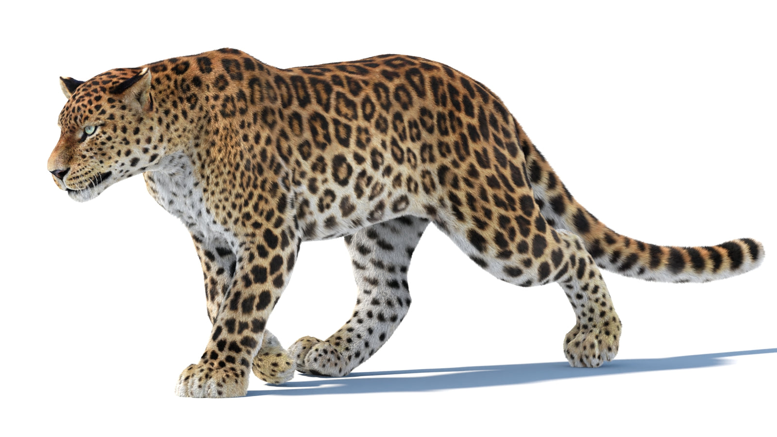 Animated Sri Lankan Leopard 3D Model Fur 360° view 3 frame 35