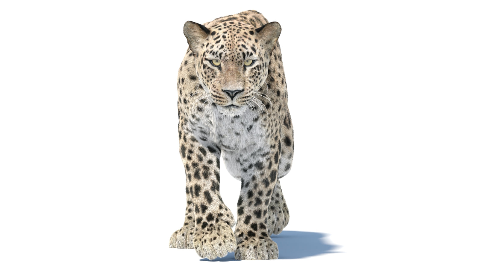 Persian Leopard 3D Model Animated Fur 360° view 5 frame 3