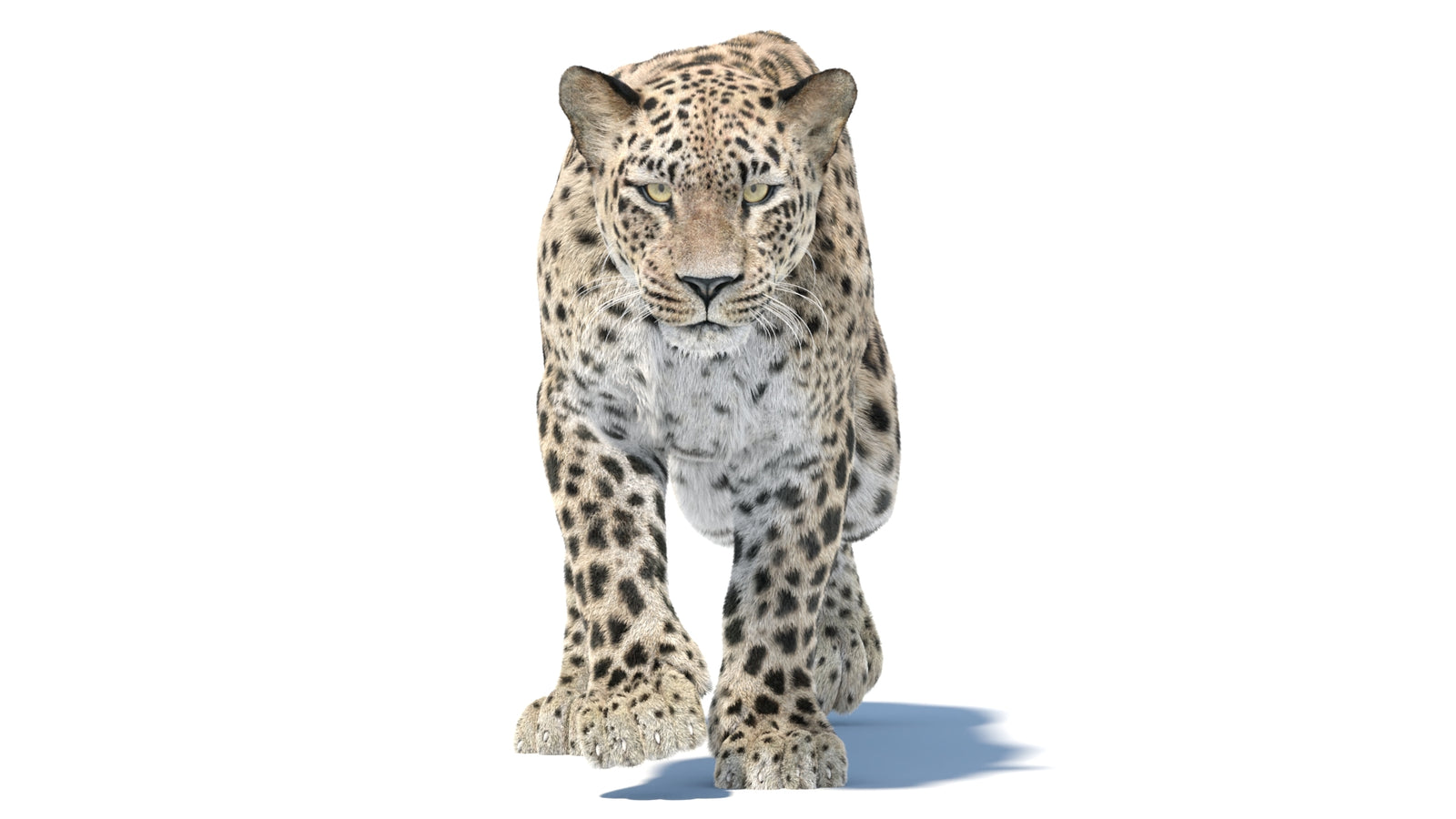 Persian Leopard 3D Model Animated Fur 360° view 5 frame 4