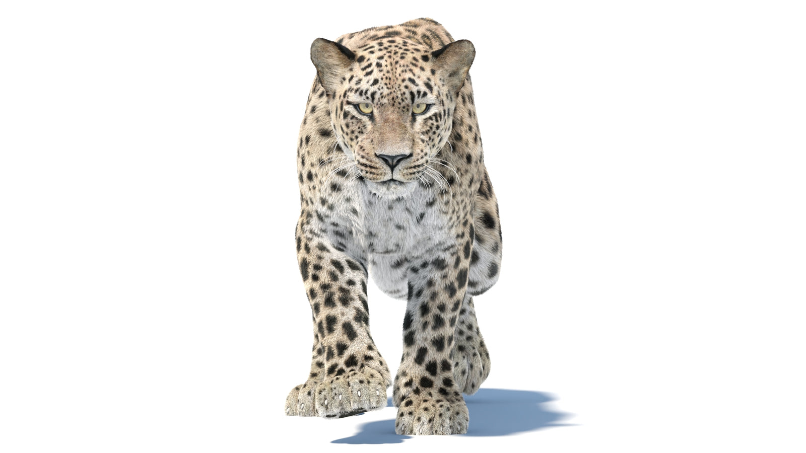 Persian Leopard 3D Model Animated Fur 360° view 5 frame 5