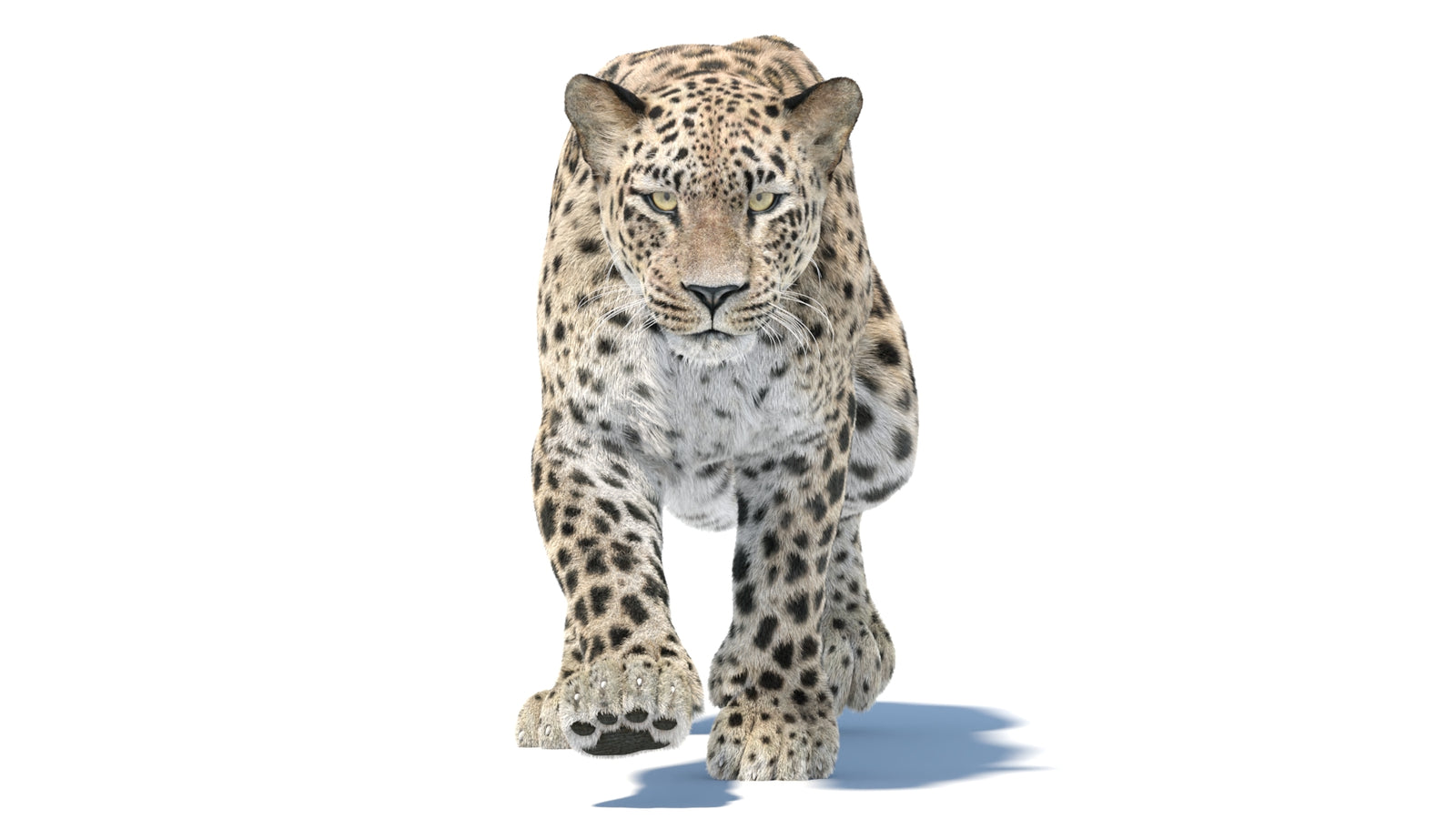 Persian Leopard 3D Model Animated Fur 360° view 5 frame 6