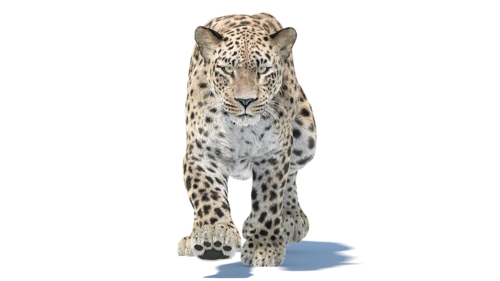Persian Leopard 3D Model Animated Fur 360° view 5 frame 7