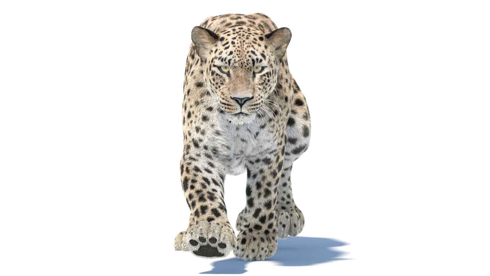 Persian Leopard 3D Model Animated Fur 360° view 5 frame 8