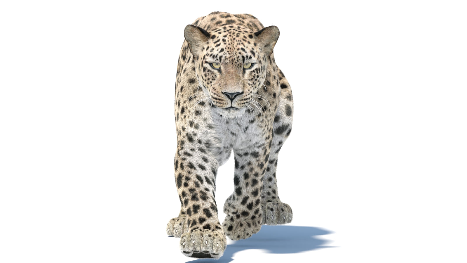 Persian Leopard 3D Model Animated Fur 360° view 5 frame 11