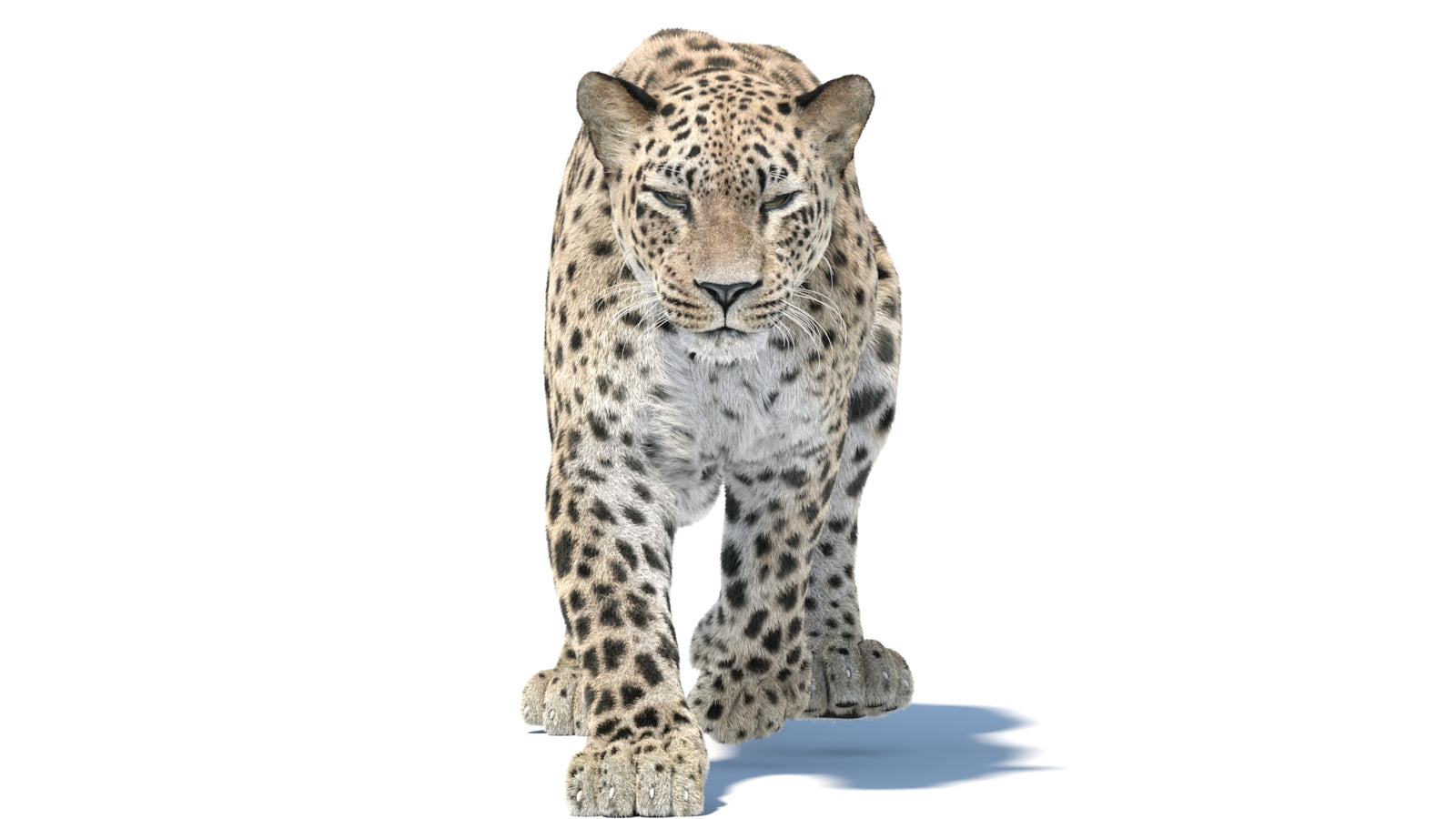 Persian Leopard 3D Model Animated Fur 360° view 5 frame 13