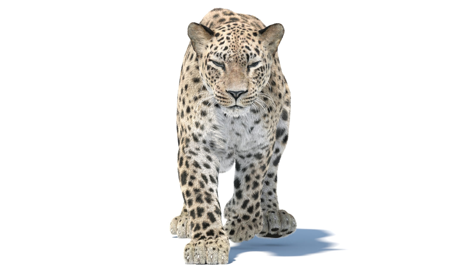 Persian Leopard 3D Model Animated Fur 360° view 5 frame 14