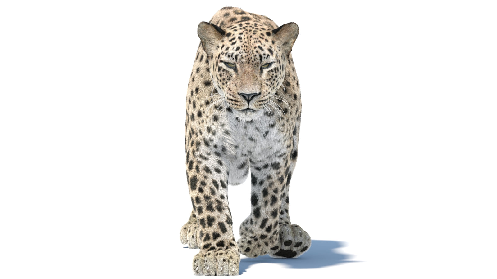 Persian Leopard 3D Model Animated Fur 360° view 5 frame 15