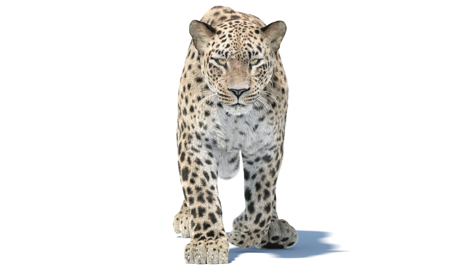 Persian Leopard 3D Model Animated Fur 360° view 5 frame 16
