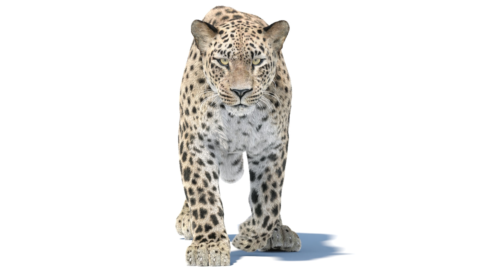 Persian Leopard 3D Model Animated Fur 360° view 5 frame 17