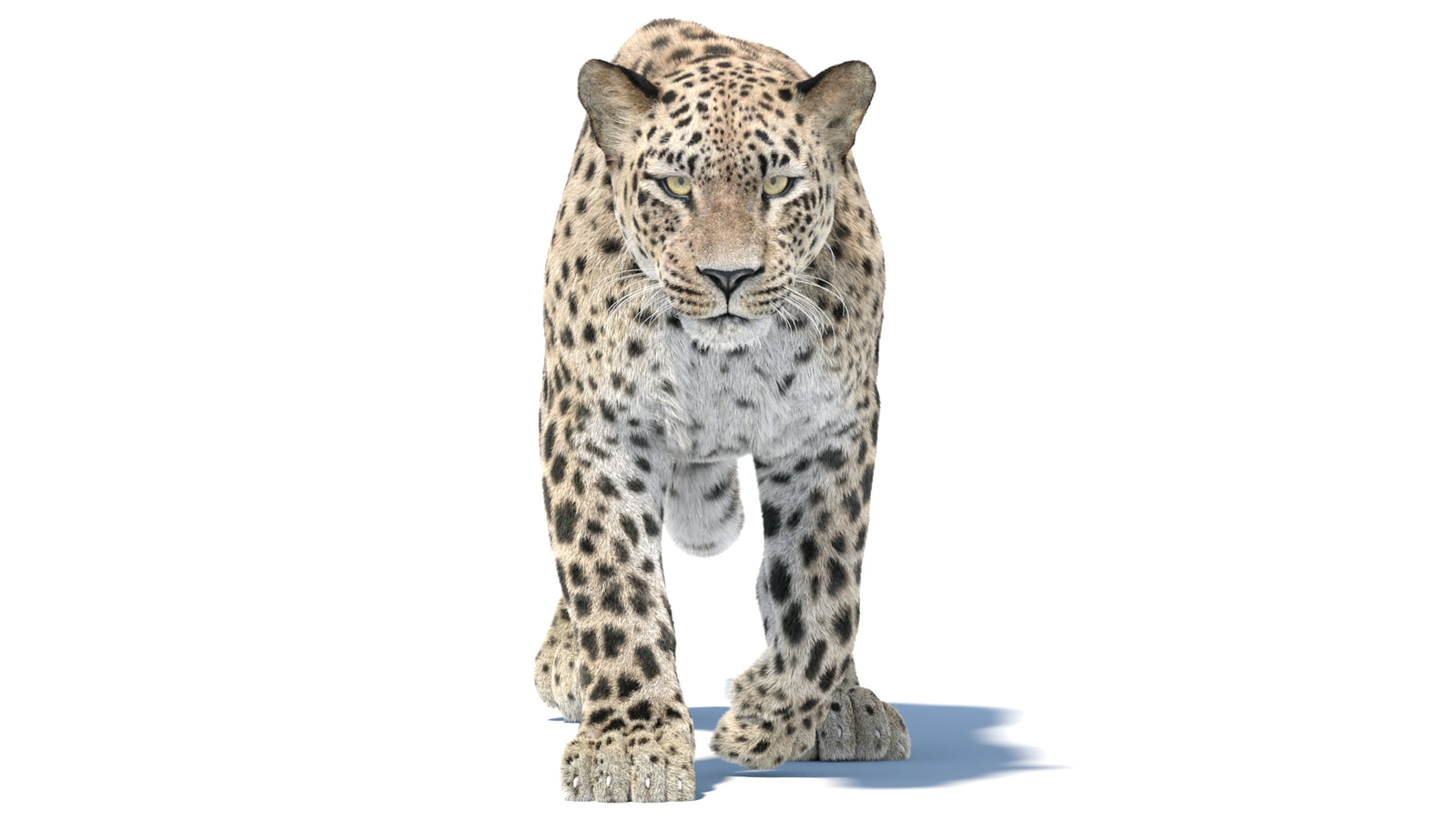 Persian Leopard 3D Model Animated Fur 360° view 5 frame 18