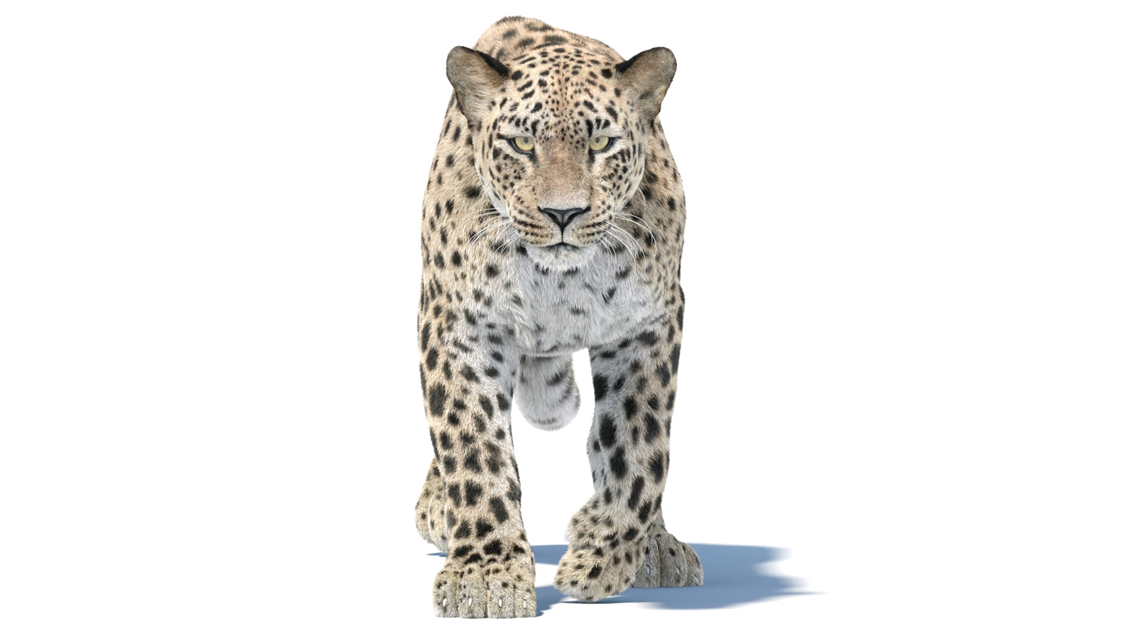 Persian Leopard 3D Model Animated Fur 360° view 5 frame 19