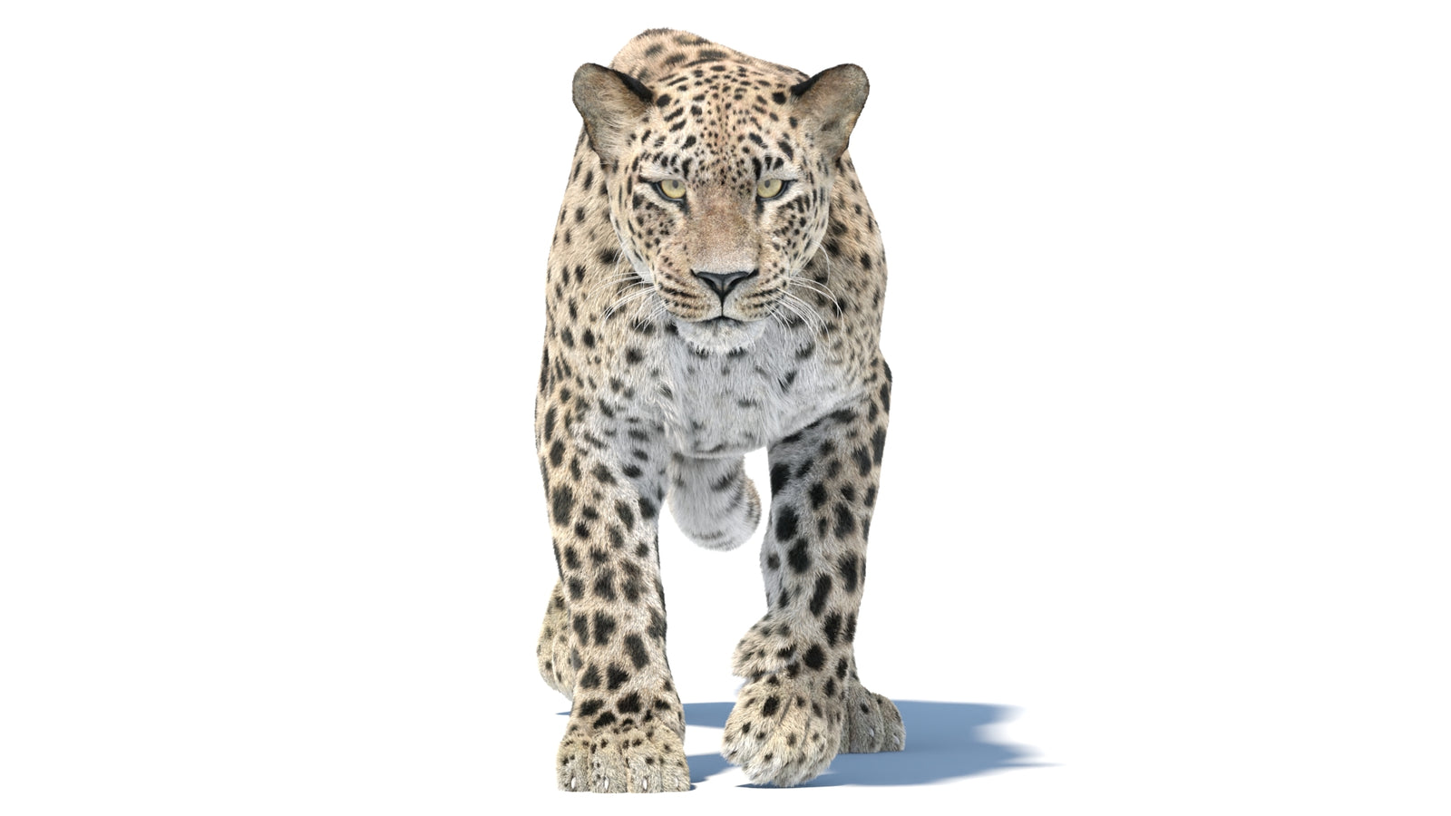 Persian Leopard 3D Model Animated Fur 360° view 5 frame 21