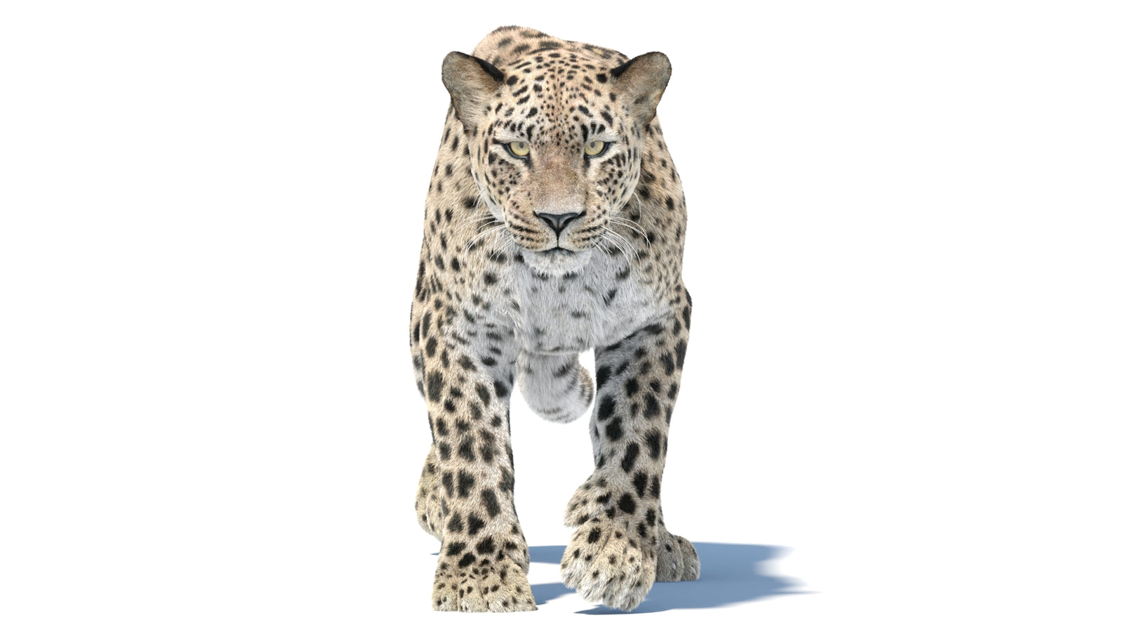Persian Leopard 3D Model Animated Fur 360° view 5 frame 22