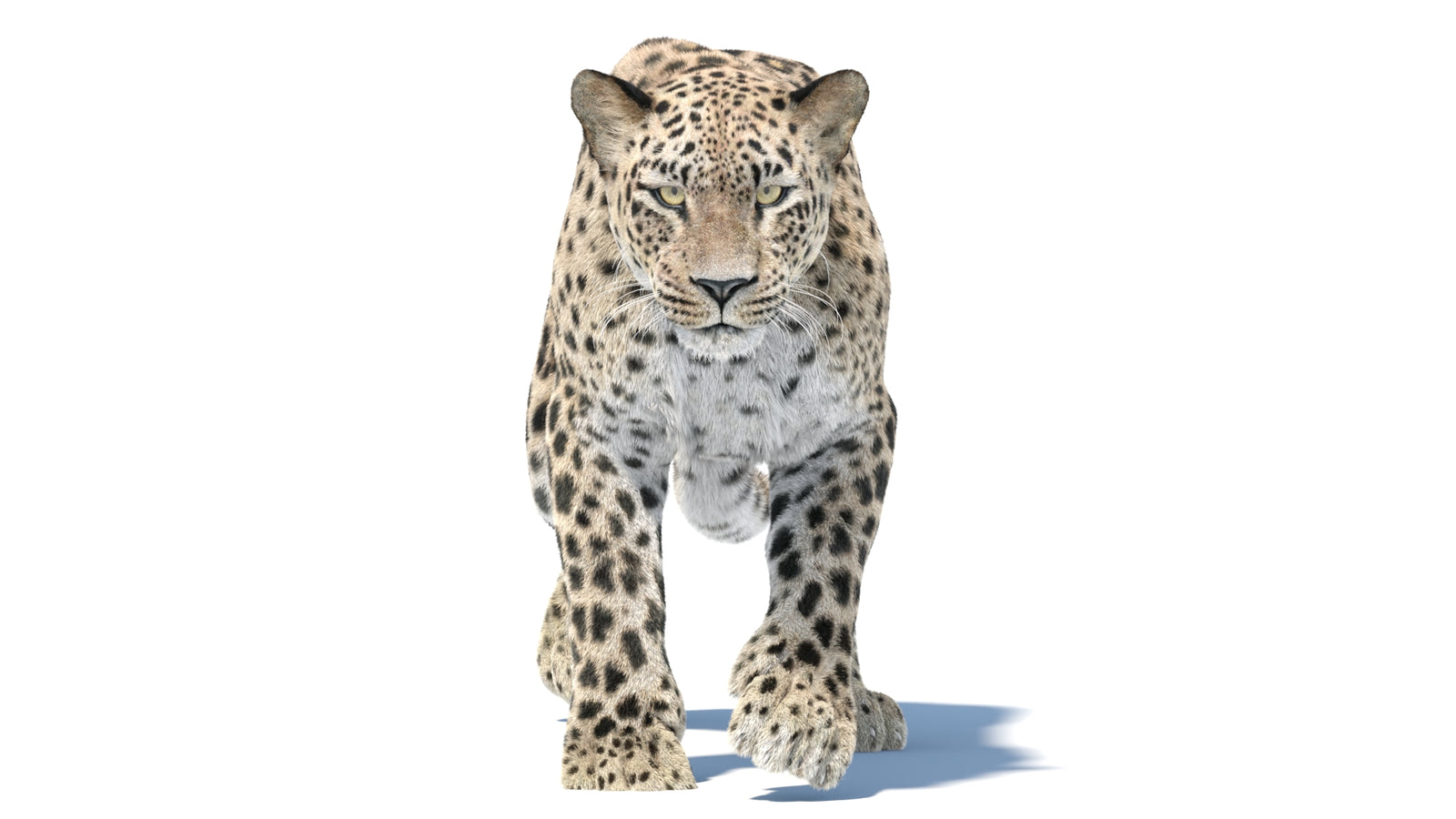 Persian Leopard 3D Model Animated Fur 360° view 5 frame 23