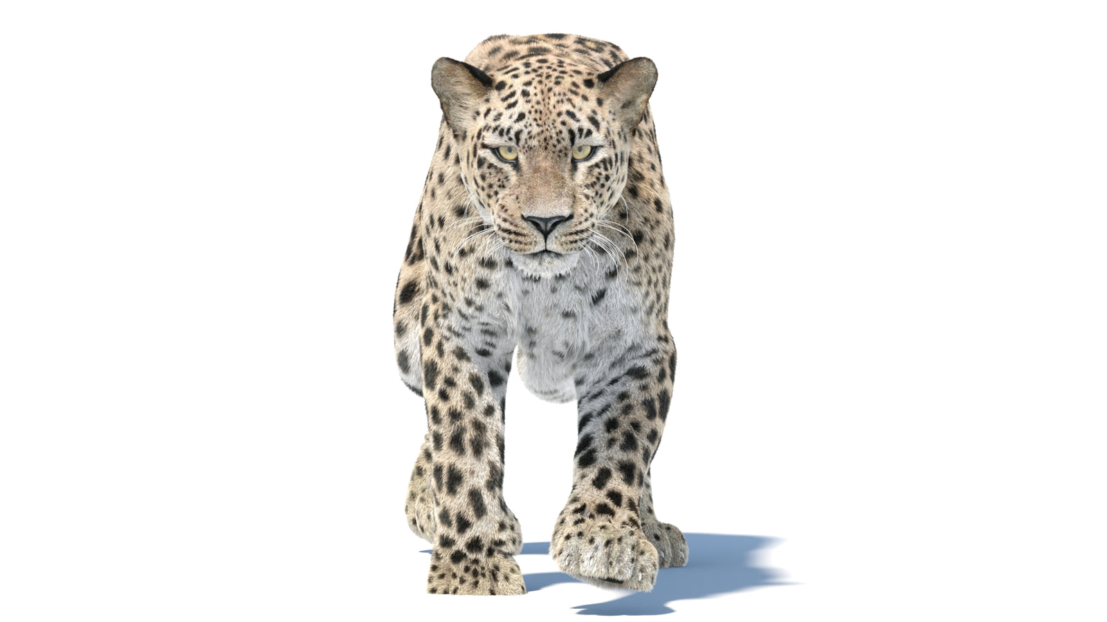 Persian Leopard 3D Model Animated Fur 360° view 5 frame 24