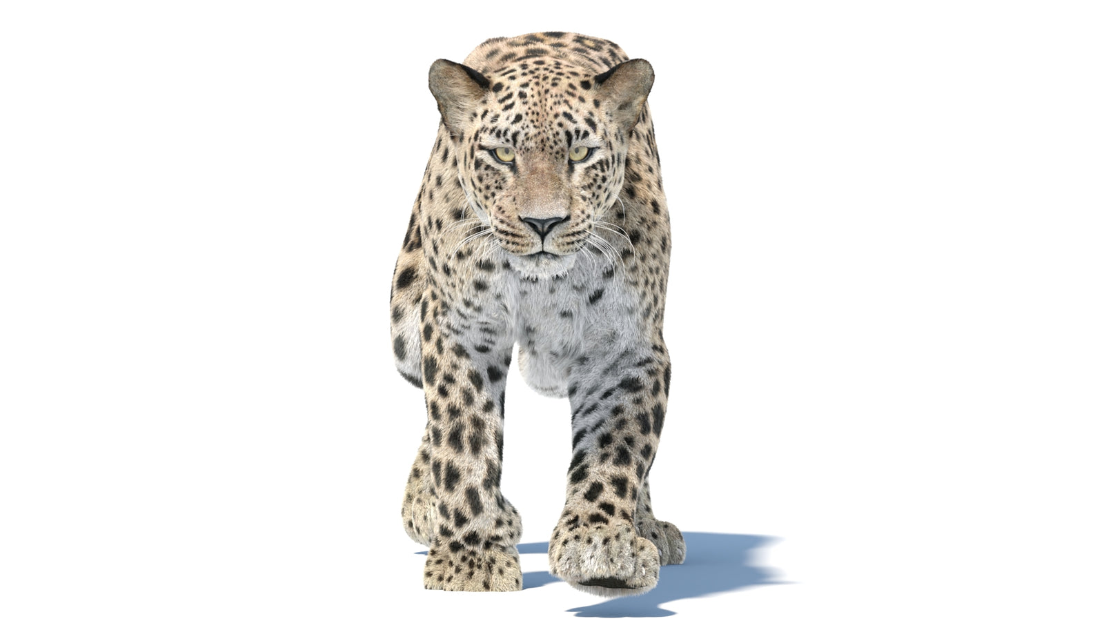 Persian Leopard 3D Model Animated Fur 360° view 5 frame 25