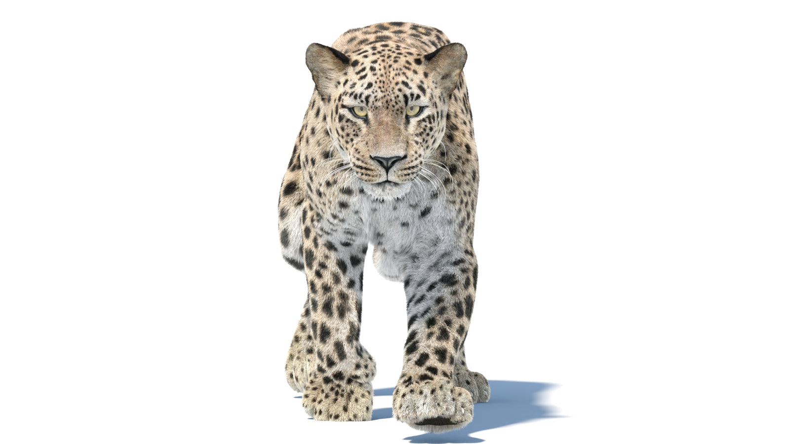 Persian Leopard 3D Model Animated Fur 360° view 5 frame 26