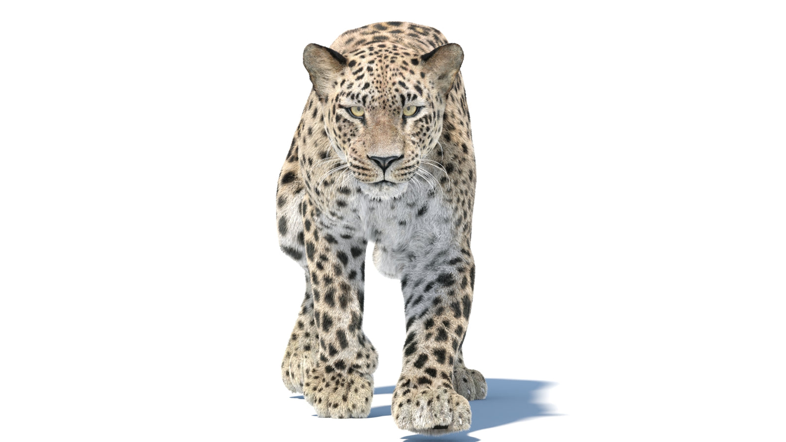 Persian Leopard 3D Model Animated Fur 360° view 5 frame 27