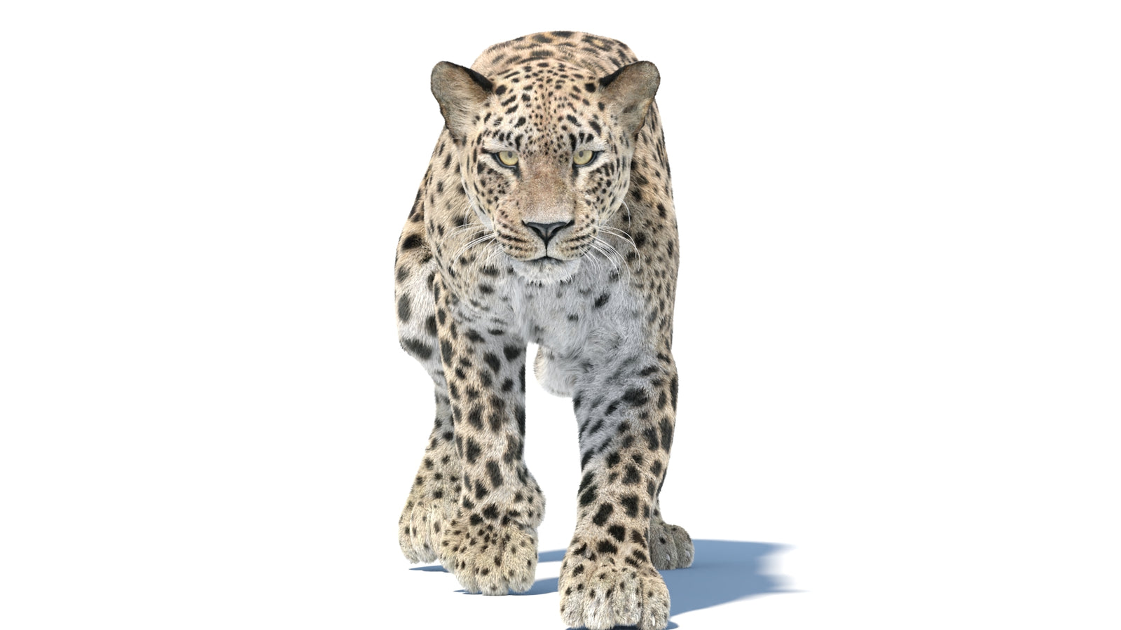 Persian Leopard 3D Model Animated Fur 360° view 5 frame 28
