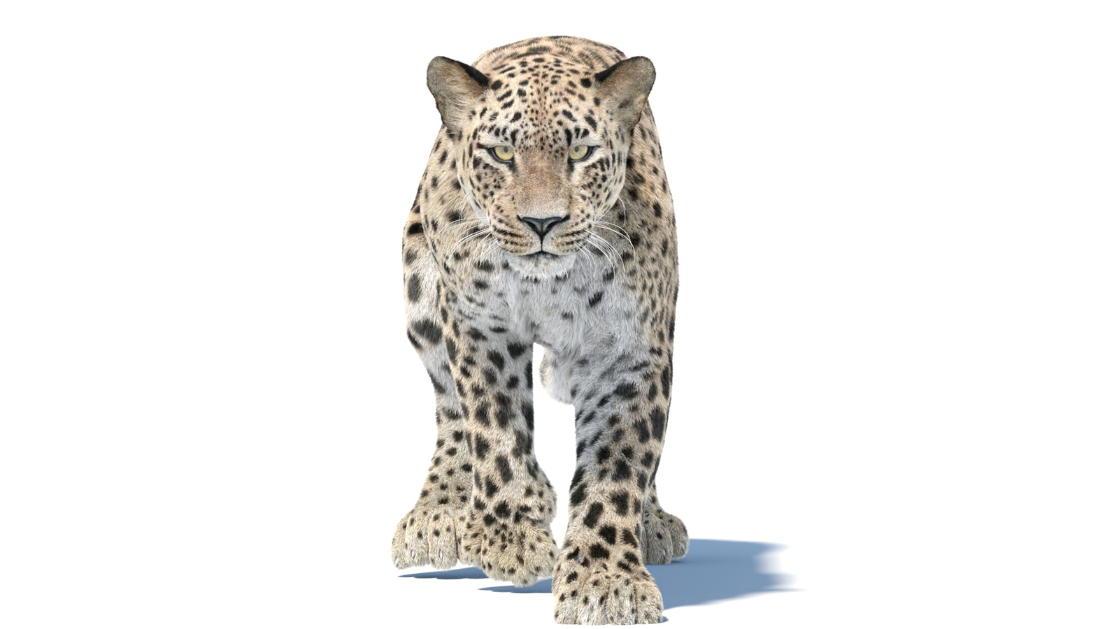Persian Leopard 3D Model Animated Fur 360° view 5 frame 31