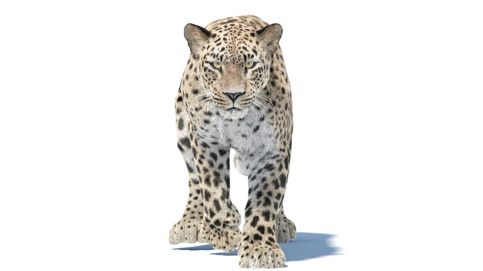 Persian Leopard 3D Model Animated Fur 360° view 5 frame 32