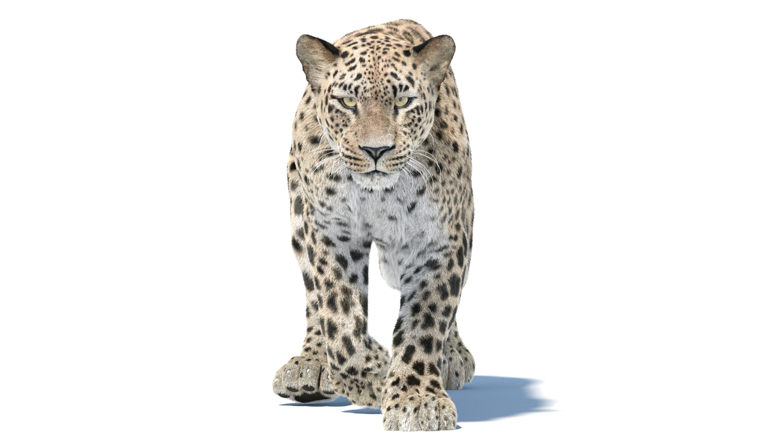Persian Leopard 3D Model Animated Fur 360° view 5 frame 33