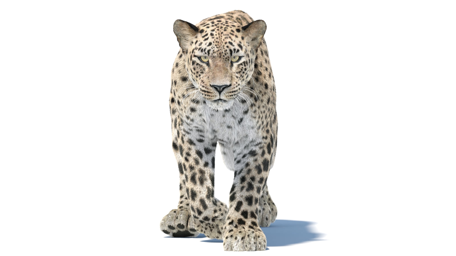 Persian Leopard 3D Model Animated Fur 360° view 5 frame 34