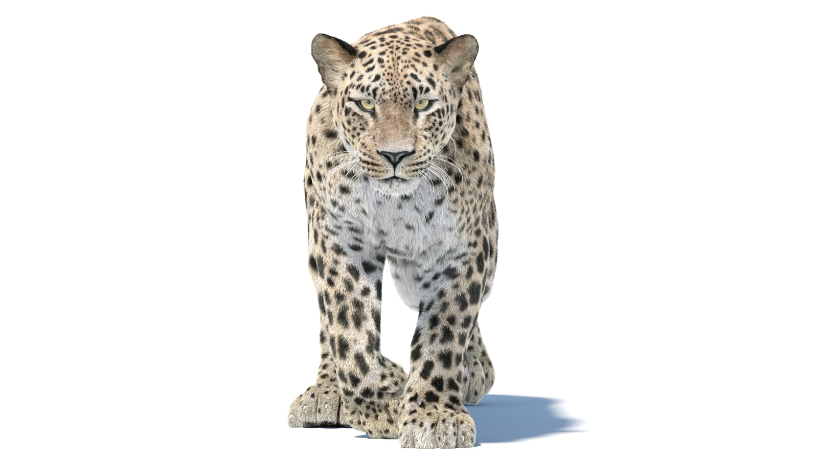 Persian Leopard 3D Model Animated Fur 360° view 5 frame 36