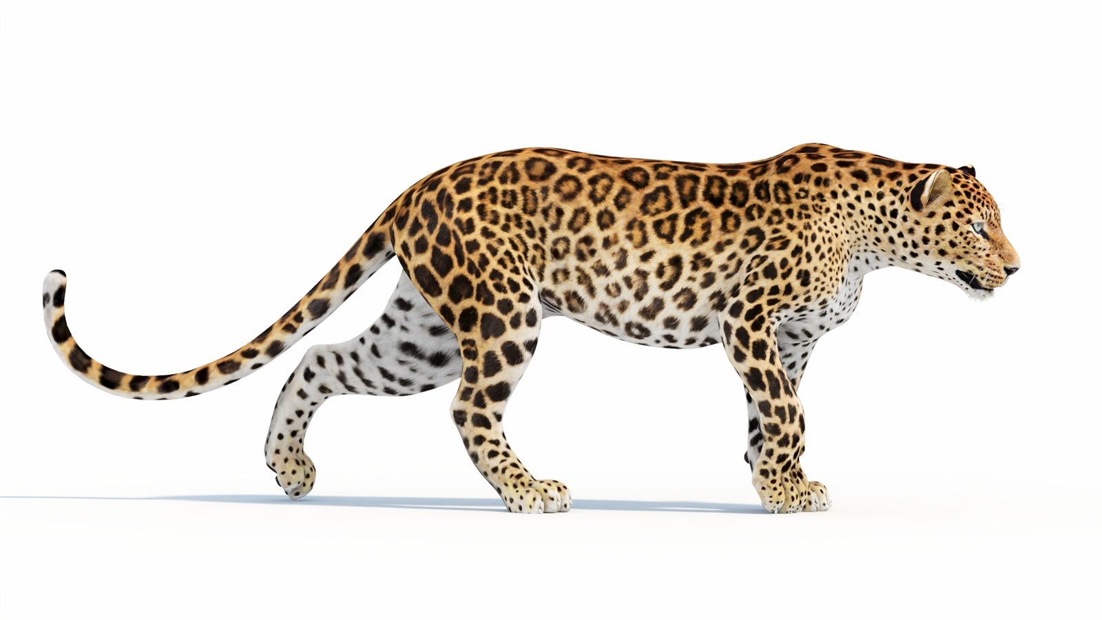 Animated Sri Lankan Leopard 3D Model 360° view 5 frame 2