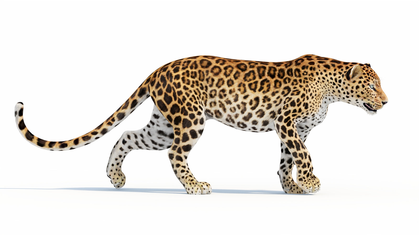 Animated Sri Lankan Leopard 3D Model 360° view 5 frame 3
