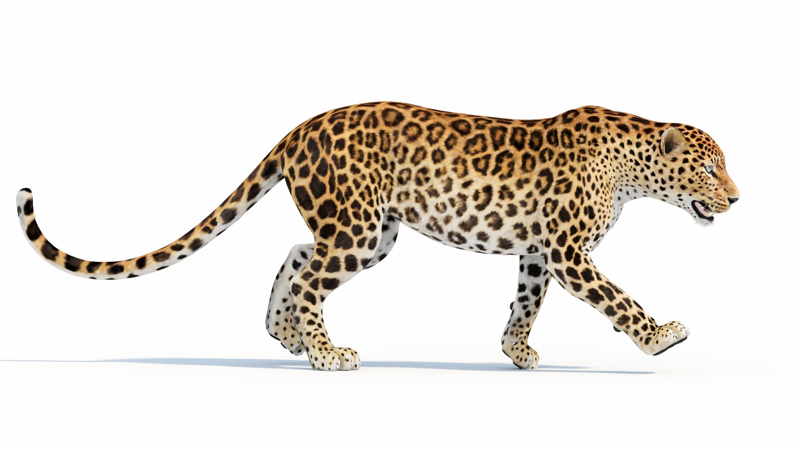 Animated Sri Lankan Leopard 3D Model 360° view 5 frame 7