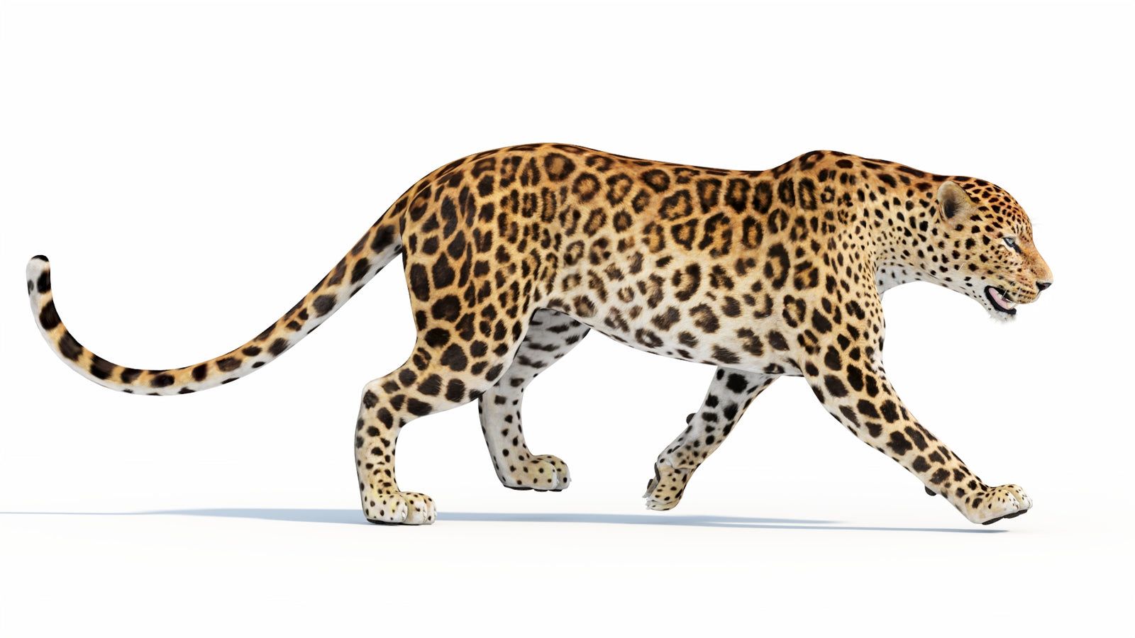 Animated Sri Lankan Leopard 3D Model 360° view 5 frame 12