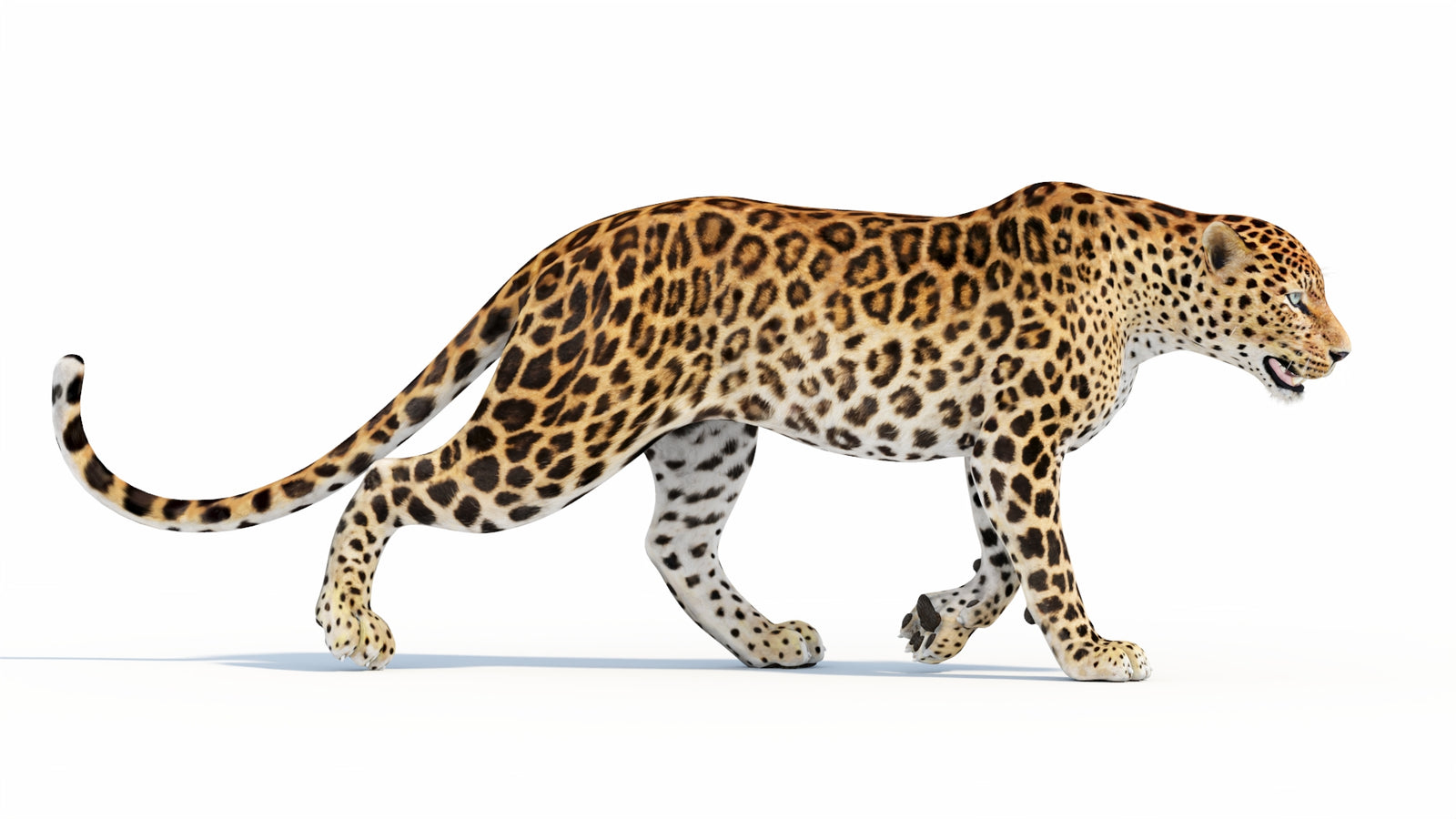 Animated Sri Lankan Leopard 3D Model 360° view 5 frame 20